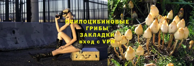 блэк спрут зеркало  Армавир  Псилоцибиновые грибы Psilocybe 